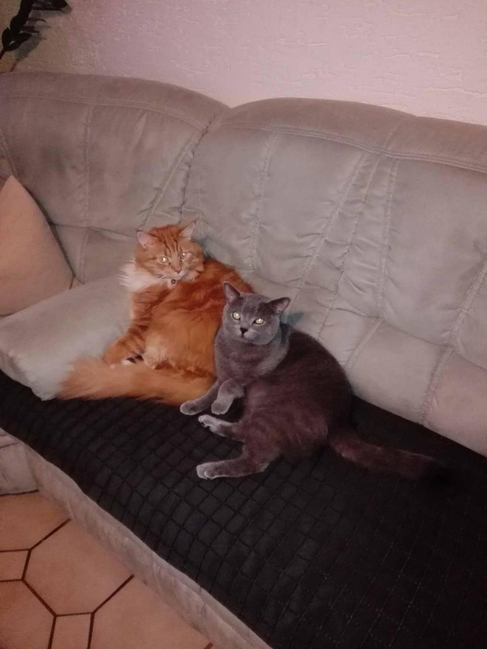 Ferienwohnung Dichtl グラフェナウ エクステリア 写真